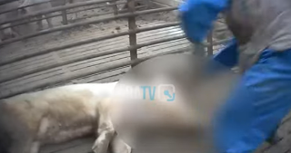 Maltrattamenti in un allevamento di maiali a Senigallia: il processo